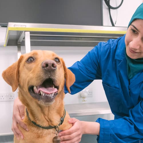 A veterinary surgeon holding a labrador dog.